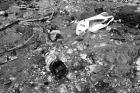 Vol. III Disintegration: \'Testimony of summer nights\' (2008)