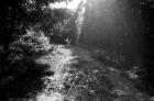 Forest Fears, Vol.II, No.6